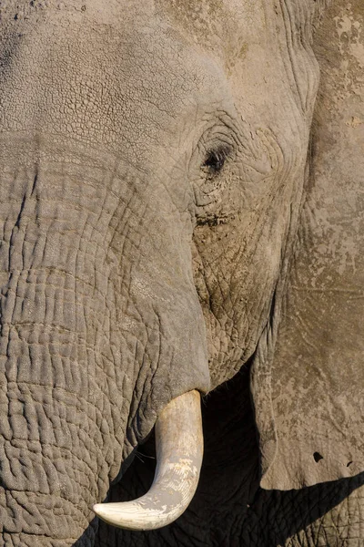 Afrikanischer Buschelefant Oder Afrikanischer Elefant Loxodonta Africana Chobe Nationalpark Botsuana — Stockfoto