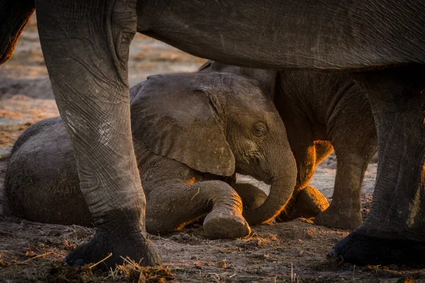 Αφρικανικός Ελέφαντας Θάμνος Αφρικανικός Ελέφαντας Loxodonta Africana Νεαρά Ζώα Που — Φωτογραφία Αρχείου