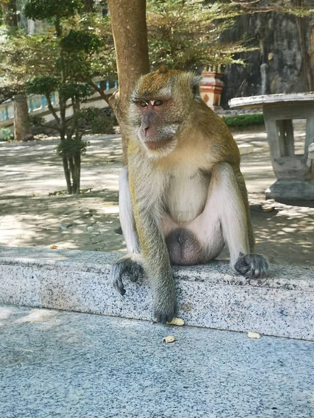 Thailand Krabi Tempel Der Tigerhöhle Der Richtige Ort Für Affen — Stockfoto