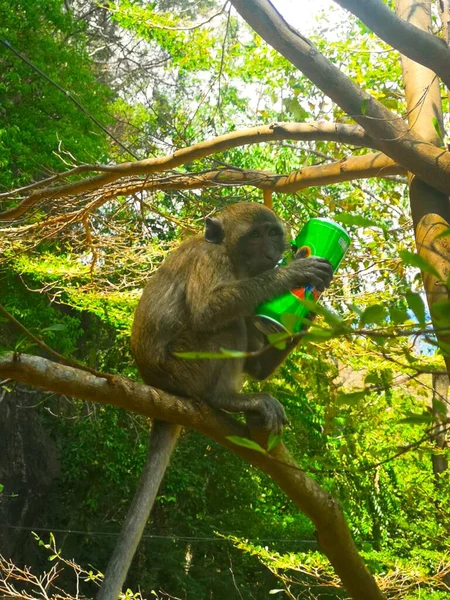 Таїланд Крабі Храм Печер Тигра Мавпи Звисають Довкола Дерев Розважаються — стокове фото