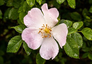 Rosa Canina yağmurdan sonra çiçek açar