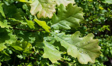 Yağmur damlalı meşe yaprakları