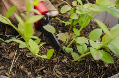 Bahçe bahçesinde yaprak budamak. Çalıları budama makası olan bir el. Solmuş sapların, çitlerin, bahçe aletleri, makaslar, makaslarla dalların kesilmesi. Bahçede ağır bahar işleri.