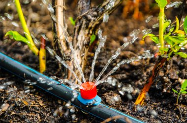 Damlatma sulama. Fotoğraf, sulama sisteminin yükseltilmiş bir yatakta olduğunu gösteriyor. Damla sulamasına karşı yabanmersini çalıları filizlenir..