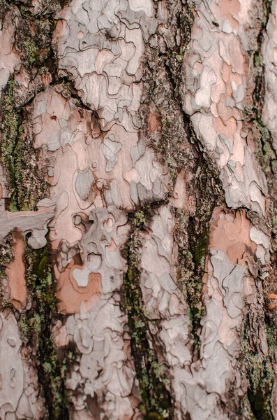 Textur Der Kiefernrinde Baum Oder Kiefer Wald Hintergrund Der Baumrinde — Stockfoto