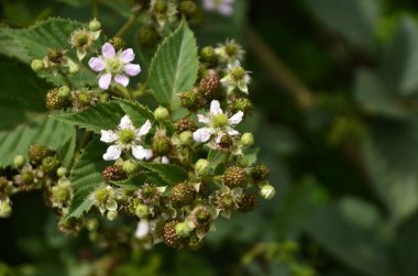 Çiçekli böğürtlen. Taze meyveler. Bir dalda organik sulu taze böğürtlen ve bulanık yeşil yapraklar. Bahçesinde güzel yeşil böğürtlen olan Bush. Sağlıklı beslenme ve tarım kavramı. Bahçıvanlık