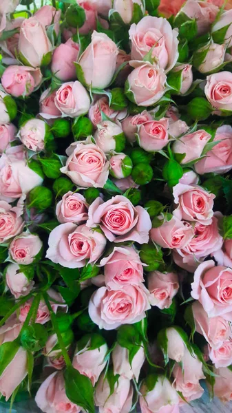 Fresh Roses Pink Buds Bush Rose Collected Bouquet Beautiful Flowers — Stock Photo, Image