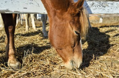 At saman yer. Yakın plan. Kahverengi at. Güzel körfez Letonya atı güneşli bir günde kuru saman yiyor.