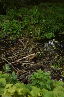 Nehirde kunduzlar tarafından yağmacılardan korunmak ve kışın yiyecek alımını kolaylaştırmak için bir kunduz barajı inşa edilir..