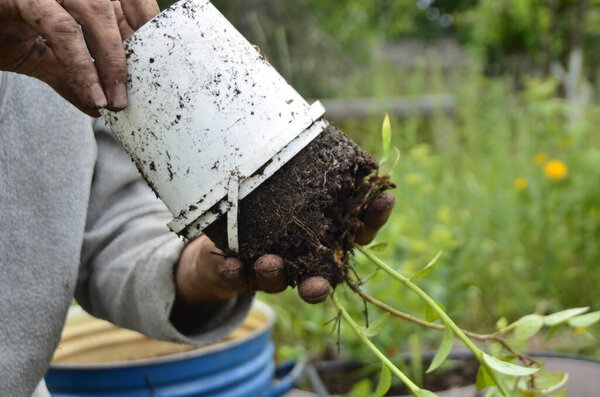 A farmer plants a young bush of blueberries in the garden. Planting seedlings. Spring planting garden. Root system of bushes.The gardener plants a small bush, root system, seasonal work 