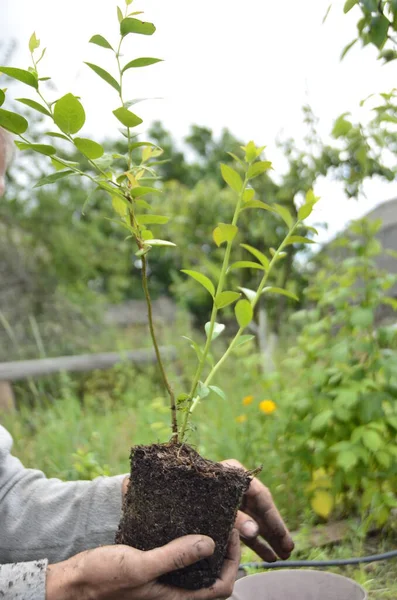 一位农民在花园里种了一丛丛小蓝莓 种植幼苗 春天种植花园 园丁种了一小丛灌木 季节工 — 图库照片