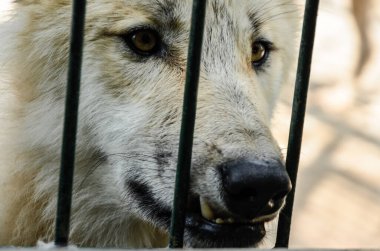 Kafesteki beyaz kurt. Hayvanat bahçesindeki vahşi, yalnız, üzgün kurt. Hayvanat bahçesindeki beyaz kurt. 