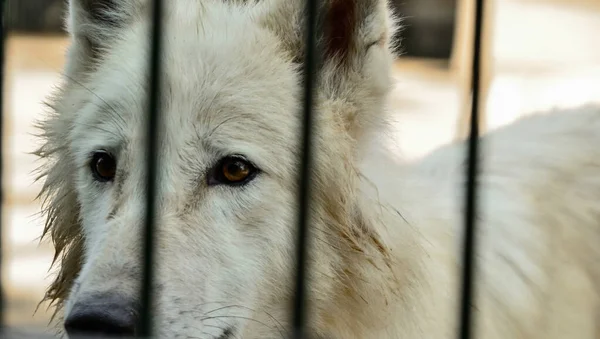 Lobo Blanco Jaula Lobo Triste Solitario Blanco Salvaje Zoológico Una — Foto de Stock