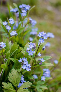 Myosotis çiçeği. Arka planda yatay yakın çekim makro çekim. Çiçek açan güzel mavi çiçeklerle doğal arka plan. Kreensaver, telefon için arka plan.