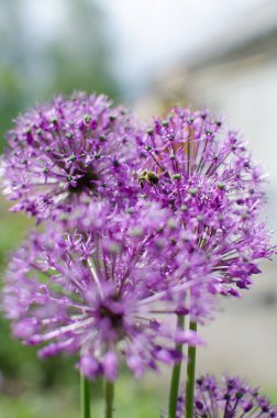 Mor soğan çiçek açar. Allium. Dekoratif fiyonk yakın plan. Bir telefon ya da bilgisayar ekranında arka plan. Açık hava bahçesinde büyüyen güzel mor çiçekler..