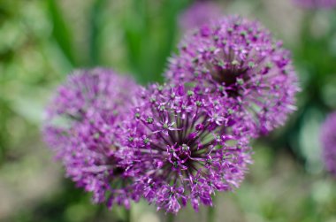 Mor soğan çiçek açar. Allium. Dekoratif fiyonk yakın plan. Bir telefon ya da bilgisayar ekranında arka plan. Açık hava bahçesinde büyüyen güzel mor çiçekler..