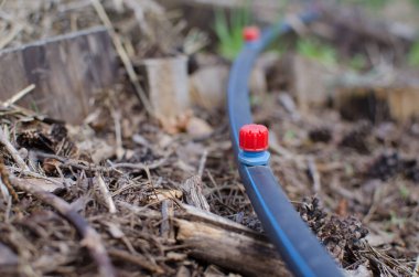Arazide ya da bahçede damlatma sistemi. Baskı sistemleri, damlatma sulama, çim sulama. Organik bahçe sulama sisteminde kullanılan su tasarrufu.