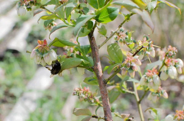 Bin Pollinerande Blåbär Blommar Små Blommor Blåbär Buskar Tätt Suddig — Stockfoto