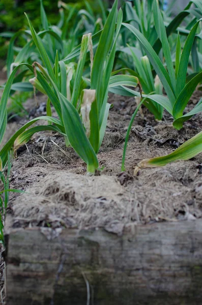 유기농으로 농장은 있습니다 마늘을 것이죠 식물을 심는다 — 스톡 사진