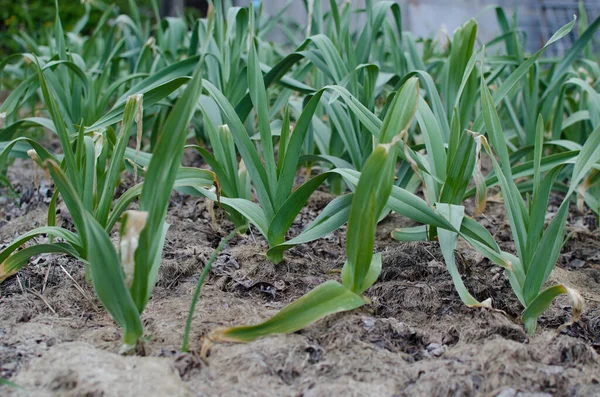 유기농으로 농장은 있습니다 마늘을 것이죠 식물을 심는다 — 스톡 사진
