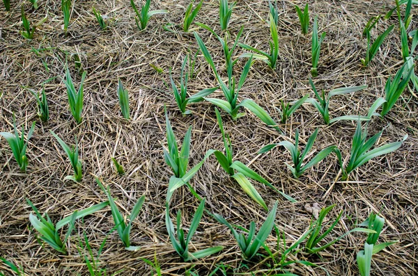 Uprawiana Ekologicznie Plantacja Czosnku Ogrodzie Warzywnym Duża Sadzonka Czosnku Czosnek — Zdjęcie stockowe