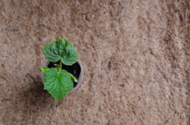 Salatalık tohumları, doğal bir arka planda izole edilmiş. Düz bir çimen üzerinde bahçe aletleri. Yeşil, taze salatalık bitkileri toprakta yetişir. Salatalık bitkisi. Organik Sebze Tohumu. Taze salatalık meyvesi. 