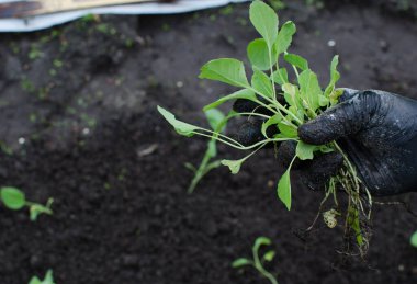 Bahçıvanın elleri sebze bahçesine lahana tohumu dikiyor. Çiftçi tarlaya ekilmeye hazır lahana tohumları tutuyor. tarım, tarım, sebze, tarım endüstrisi.
