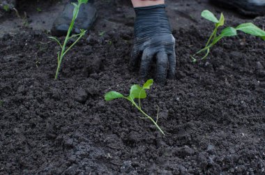 Bahçıvanın elleri sebze bahçesine lahana tohumu dikiyor. Çiftçi tarlaya ekilmeye hazır lahana tohumları tutuyor. tarım, tarım, sebze, tarım endüstrisi.