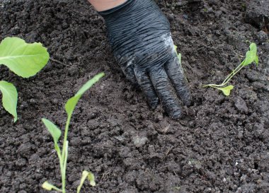 Bahçıvanın elleri sebze bahçesine lahana tohumu dikiyor. Çiftçi tarlaya ekilmeye hazır lahana tohumları tutuyor. tarım, tarım, sebze, tarım endüstrisi.