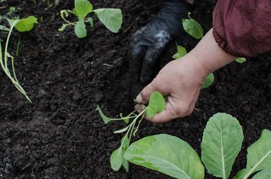 Bahçıvanın elleri sebze bahçesine lahana tohumu dikiyor. Çiftçi tarlaya ekilmeye hazır lahana tohumları tutuyor. tarım, tarım, sebze, tarım endüstrisi.