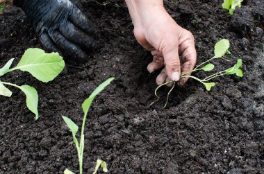 Bahçıvanın elleri sebze bahçesine lahana tohumu dikiyor. Çiftçi tarlaya ekilmeye hazır lahana tohumları tutuyor. tarım, tarım, sebze, tarım endüstrisi.