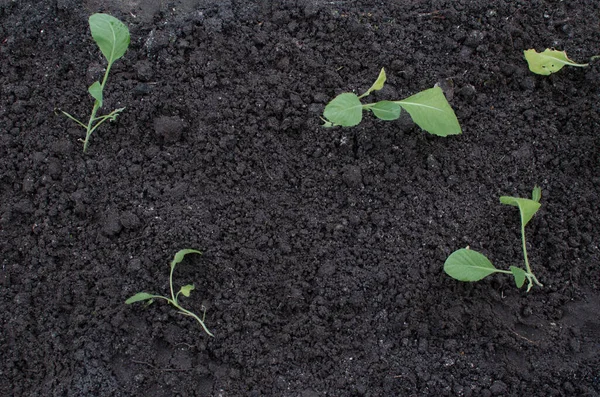 Sadzonki Kapusty Otwartym Gruncie Organiczne Rośliny Kapusty Polu Wiosennym Gotowe — Zdjęcie stockowe