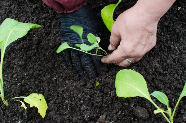 Bahçıvanın elleri sebze bahçesine lahana tohumu dikiyor. Çiftçi tarlaya ekilmeye hazır lahana tohumları tutuyor. tarım, tarım, sebze, tarım endüstrisi.