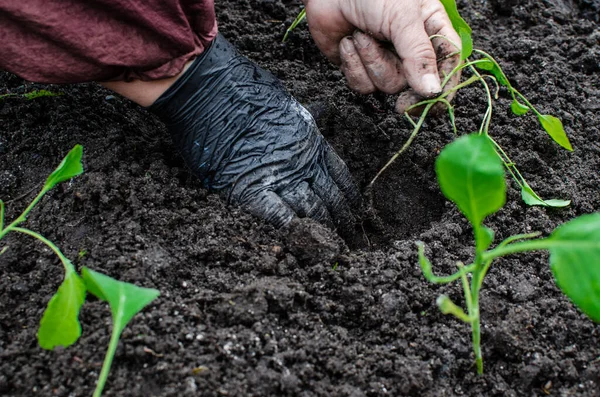 Bahçıvanın elleri sebze bahçesine lahana tohumu dikiyor. Çiftçi tarlaya ekilmeye hazır lahana tohumları tutuyor. tarım, tarım, sebze, tarım endüstrisi.