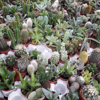 Dikenli çöl sulu bitkiler - savunma