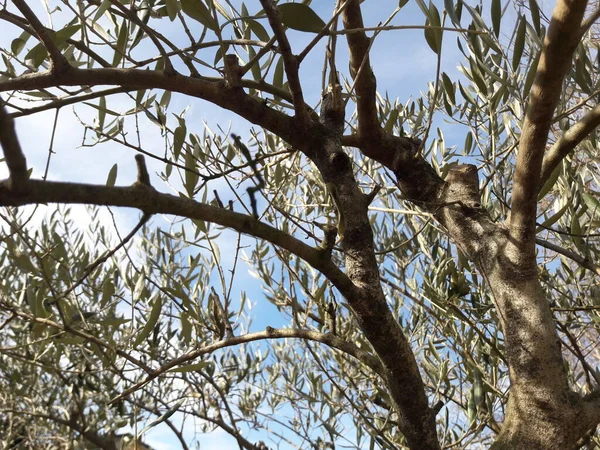 Olive Plant Spring — Stock Photo, Image