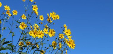 Baharda sarı papatya çiçeği