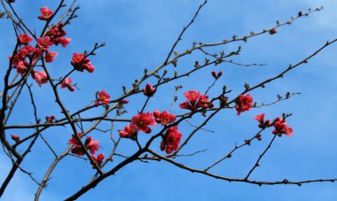 İlkbaharda pembe şeftali çiçeği