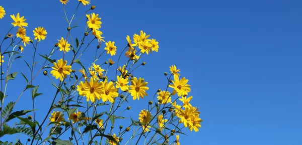 Baharda sarı papatya çiçeği