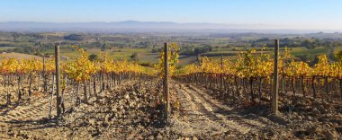 İtalya 'da Toskana' da bir üzüm bağında sıralanmış üzüm bitkileri.