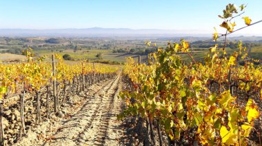 İtalya 'da Toskana' da bir üzüm bağında sıralanmış üzüm bitkileri.
