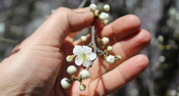 White Peach Blossom Spring — Stock Photo, Image