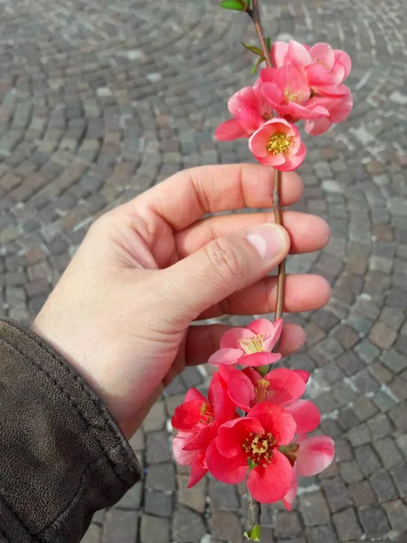 Рожевий Персиковий Цвіт Навесні — стокове фото