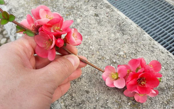 Pink Peach Blossom Spring — Stock Photo, Image