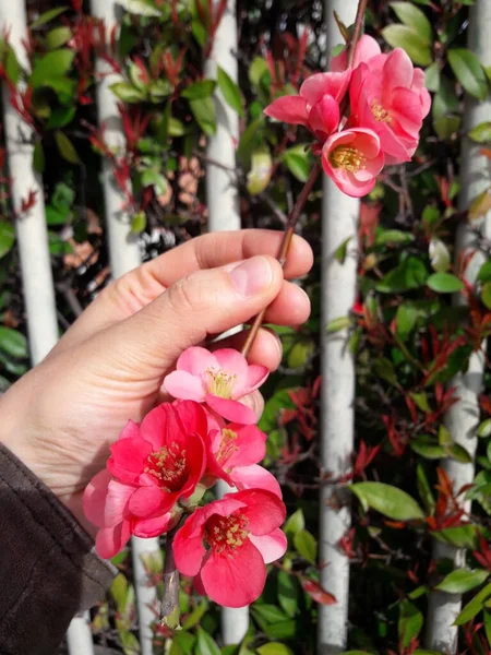 Fleur Pêche Rose Printemps — Photo