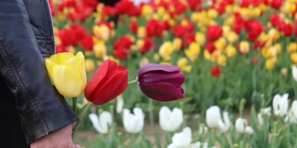 Поле Красочных Тюльпанов Сельской Местности Голландии — стоковое фото