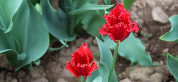 Campo Tulipas Vermelhas Campo Holanda — Fotografia de Stock