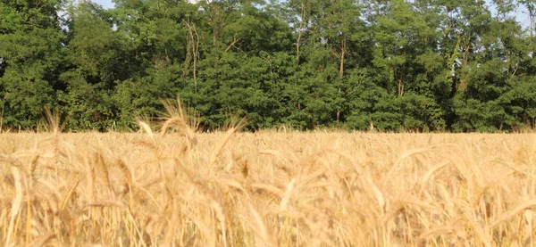 Campo Trigo Campo Dia Verão — Fotografia de Stock