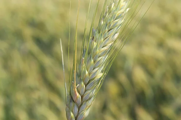 Wheat Field Countryside Summer Day — Stock Photo, Image