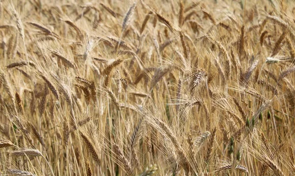 Пшеничне Поле Сільській Місцевості Літній День — стокове фото